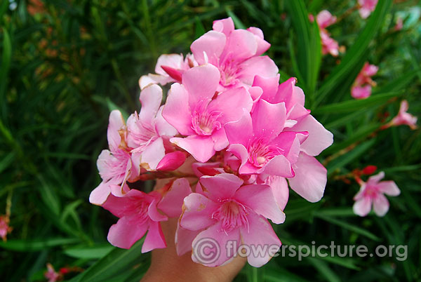 plumeria rubra