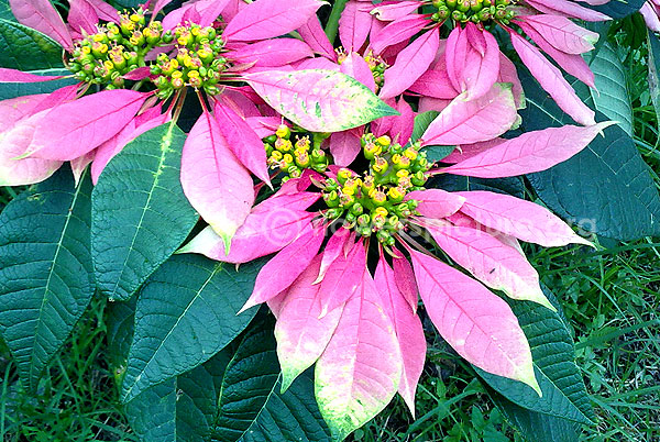 poinsettia