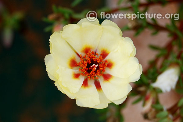 Portulaca grandiflora happy hour banana