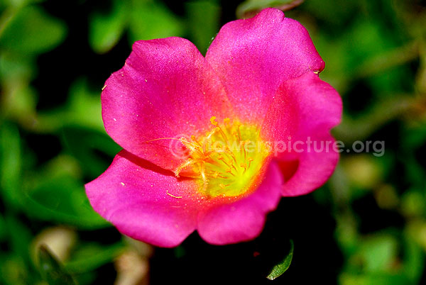 Portulaca Grandiflora