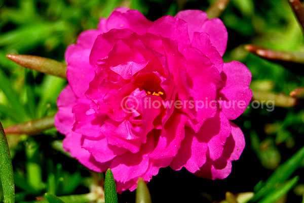 Portulaca Grandiflora Purple