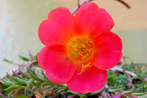 portulaca grandiflora red