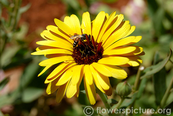 Pot marigold