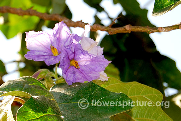 Potato Vine