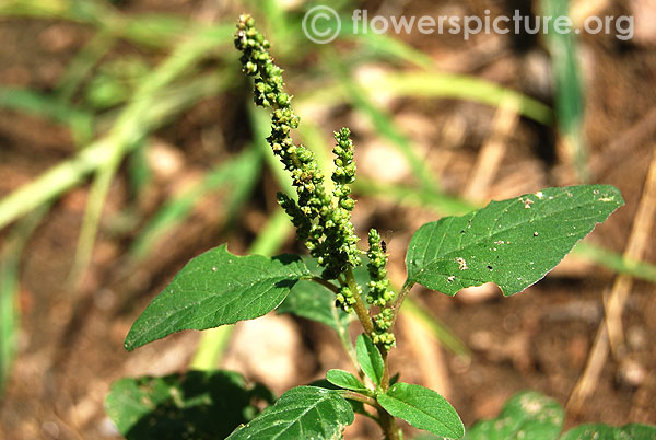 Prickly amaranth