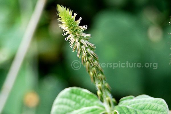 Prickly chaff flower