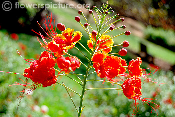 Pride of barbados