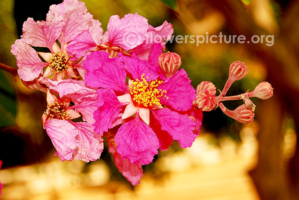 Pride of india flower