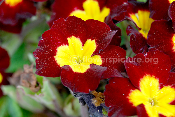 Primula Auricula 