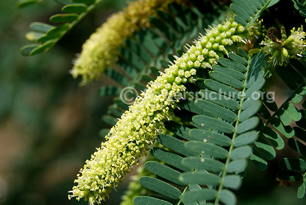 Prosopis juliflora flower