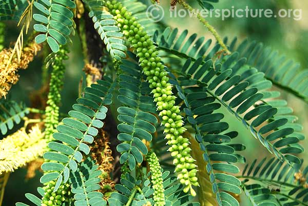 Prosopis juliflora