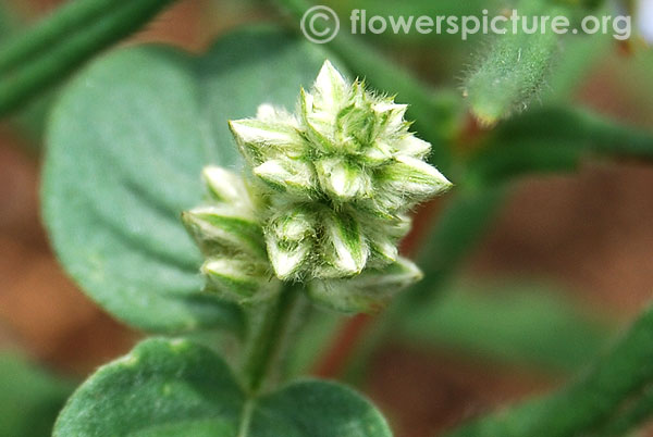 Prostrate gomphrena