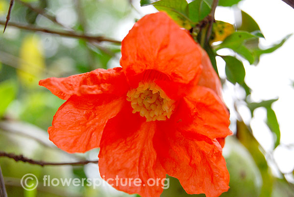 Punica granatum single petals