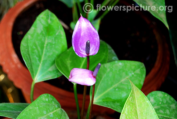 Purple anthurium