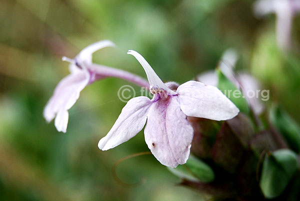 Purple crossandra