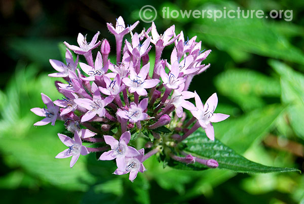 Purple pentas