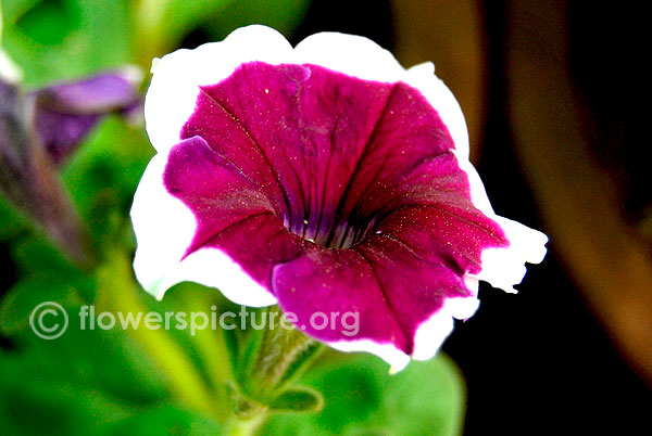 Purple petunia