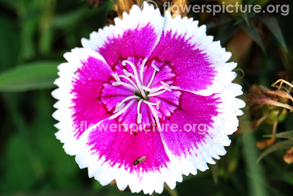 Purple picotee dianthus