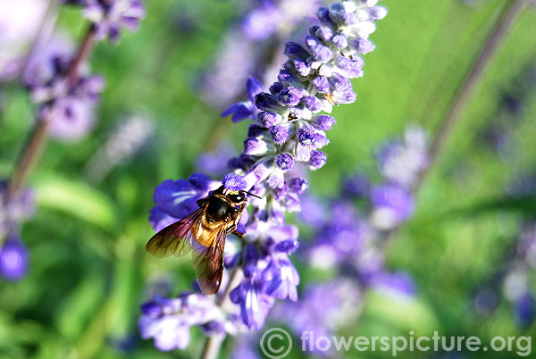 Purple salvia farinacea