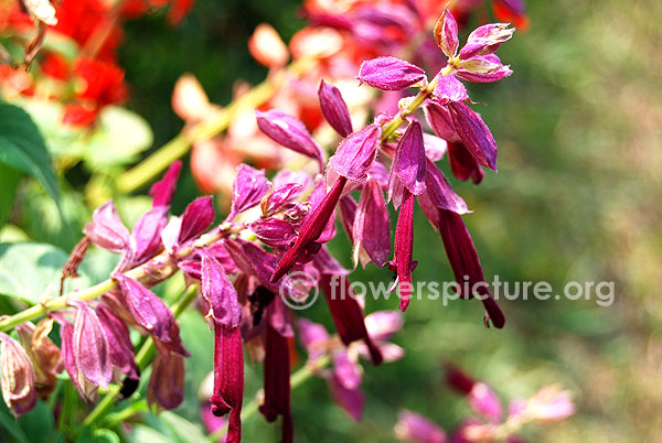 Purple salvia splendens