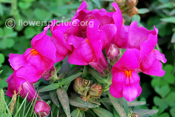 Purple snapdragon