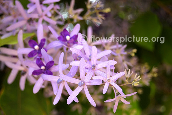 Purple wreath vine