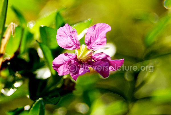 Purple Flower