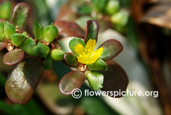 Purslane