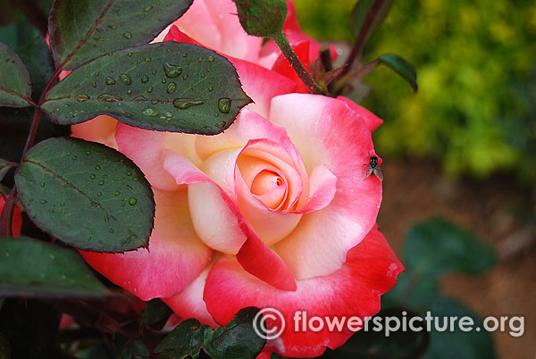 hybrid rose red white