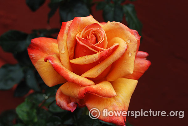 hybrid tea rose