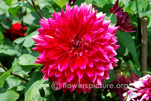 Raspberry punch dahlia