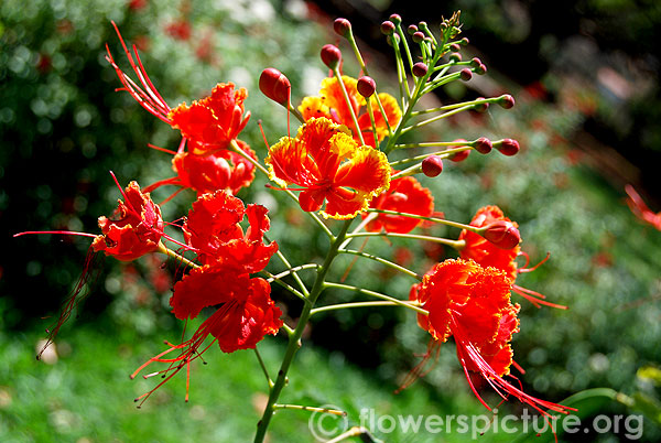 Red bird of paradise