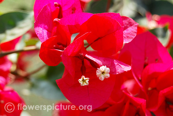 Red bougainvillea