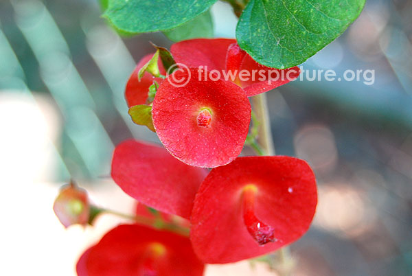 Red chinese hat flower