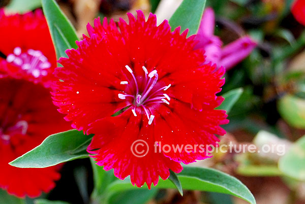 Red dianthus