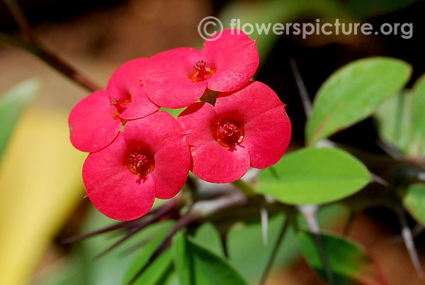 Red euphorbia milii