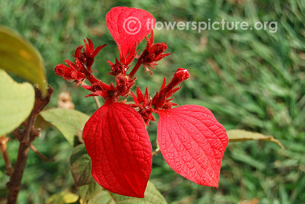 Red flag bush