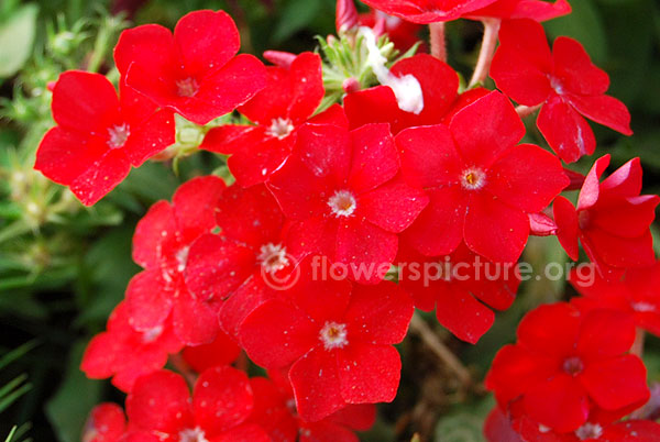 Red garden phlox