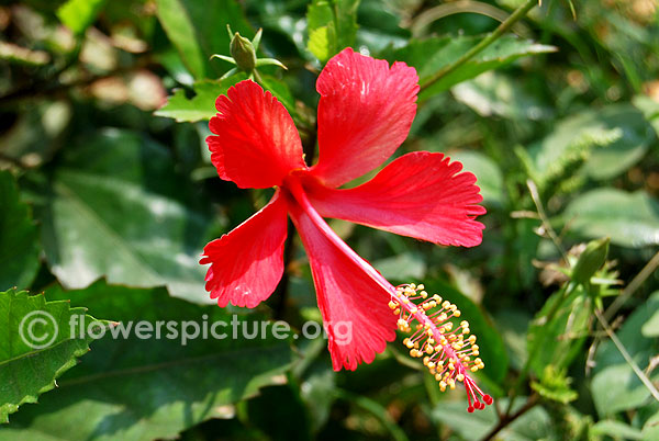 Red hibiscus