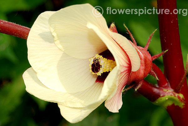 Red okra flower