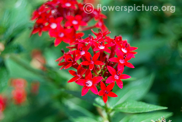 Red pentas