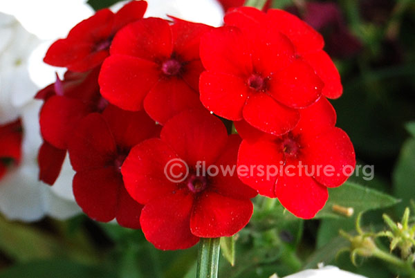 Red phlox paniculata