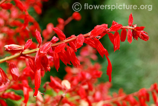 Red salvia