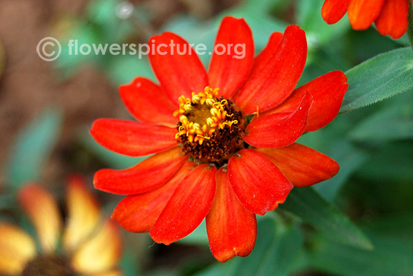 Red zinnia