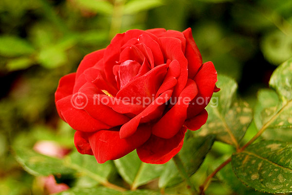 Red rose