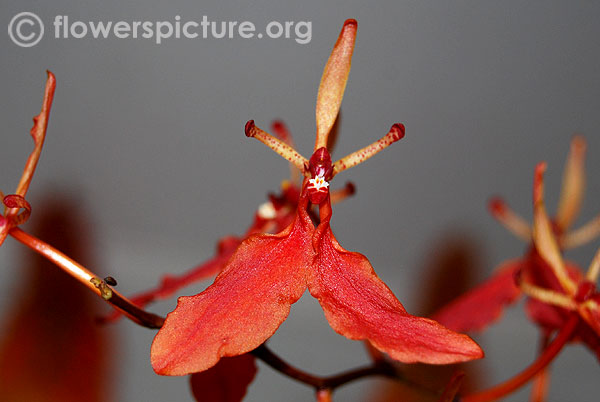 Renanthera imschootiana