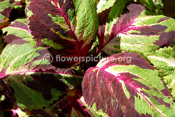 rex begonia camelot