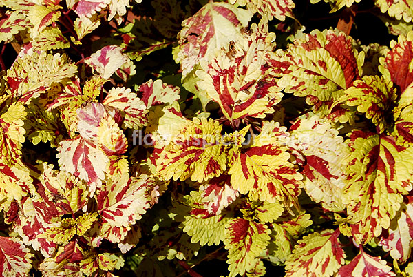 rex begonia curly lion