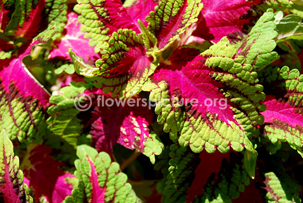 rex begonia esther