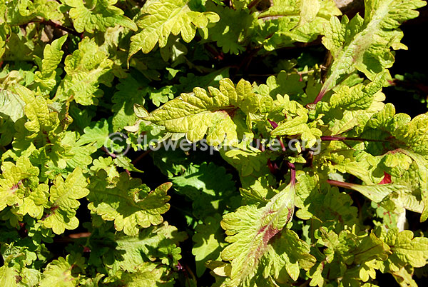 rex begonia green goddess